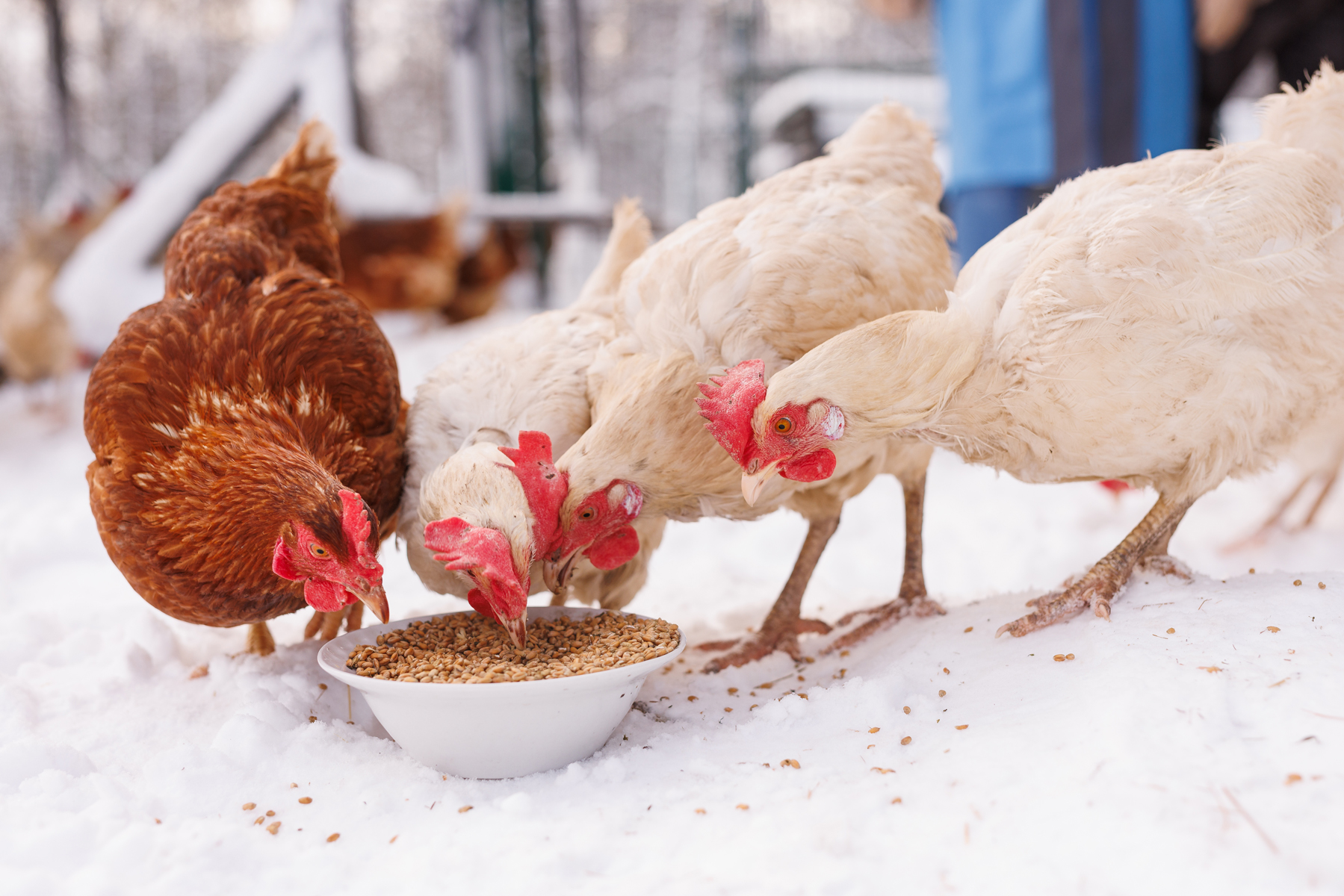what-to-feed-chickens-in-winter-mother-earth-news